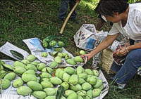 farming-alliance-and-network-img-5
