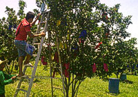 farming-alliance-and-network-img-6